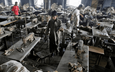 RINA, la empresa italiana que auditó la fábrica Ali Enterprise tres semanas antes de que ardiera, sigue ignorando a las víctimas